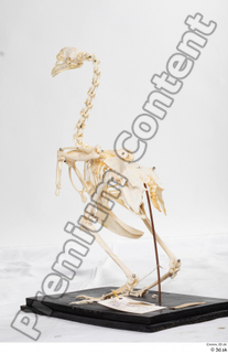 Chicken skeleton chicken skeleton 0083.jpg